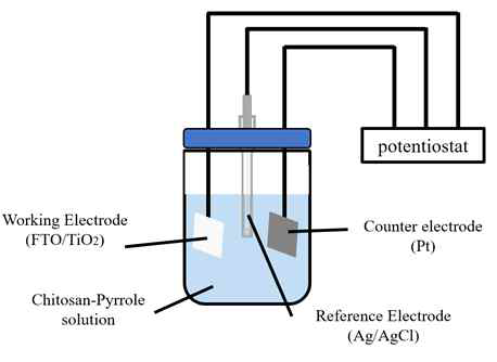 전극 측정 시스템의 개략도. CS-PPy 필름은 -1 ~ 1.2V (Ag / AgCl)의 전압을인가하여 증착 된 TiO2 위에 증착됩니다