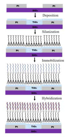 고순도 TiO2-DNA 바이오센서 제작 공정으로 제작