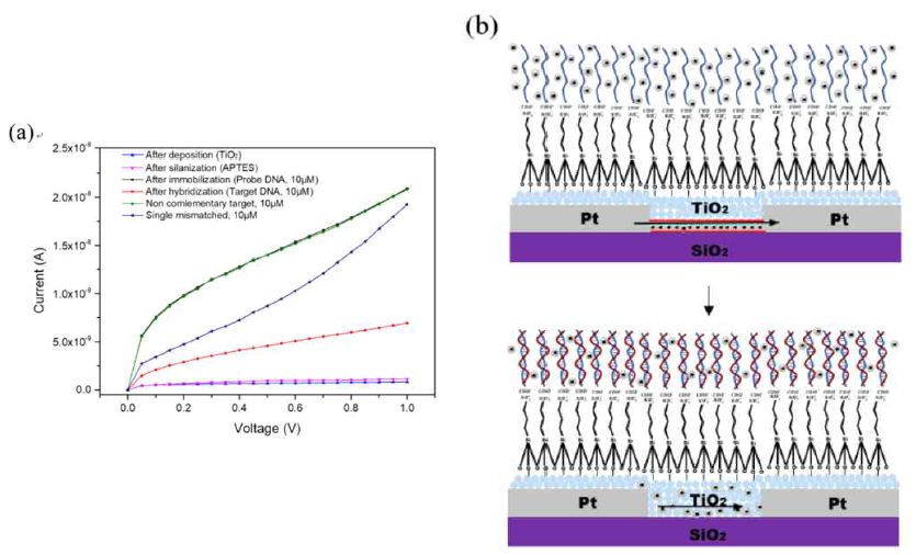 (a) 각 프로세스의 현재 반응과 10μM 프로브 DNA에 혼성화 된 서로 다른 표적 DNA. 이러한 결과는 제작 된 바이오센서가 좋은 선택성을 가지고 있음을 보여줍니다. (b) 고정화 및 혼성화 후 두 전극 사이의 전류 전달 메커니즘