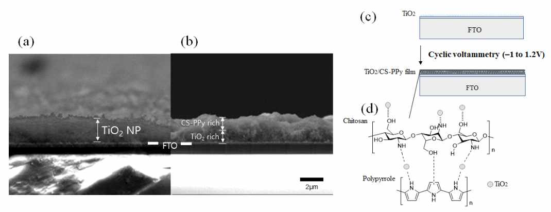 (a) FTO 전극에 증착 된 TiO2 SEM 이미지, (b) (a)에 증착된 CS-PPy 전도성 고분자 필름의 단면 SEM 이미지, (c) FTO에 증착된 TiO2에 CS-PPy 전도성 고분자를 증착하는 개략적 절차와 d) CS-PPy / TiO2 필름의 화학 구조