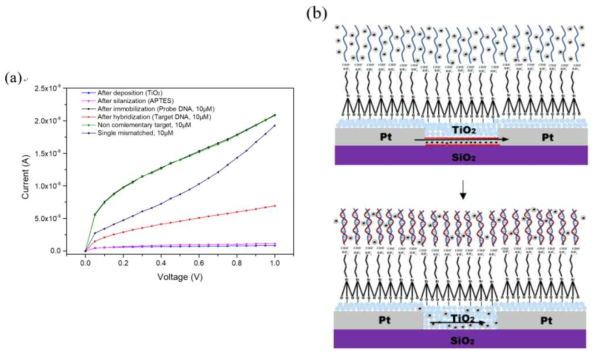 (a) 각 프로세스의 현재 반응과 10μM 프로브 DNA에 혼성화 된 서로 다른 표적 DNA. 이러한 결과는 제작된 바이오센서가 좋은 선택성을 가지고 있음을 보여줌, (b) 고정화 및 혼성화 후 두 전극 사이의 전류 전달 메커니즘
