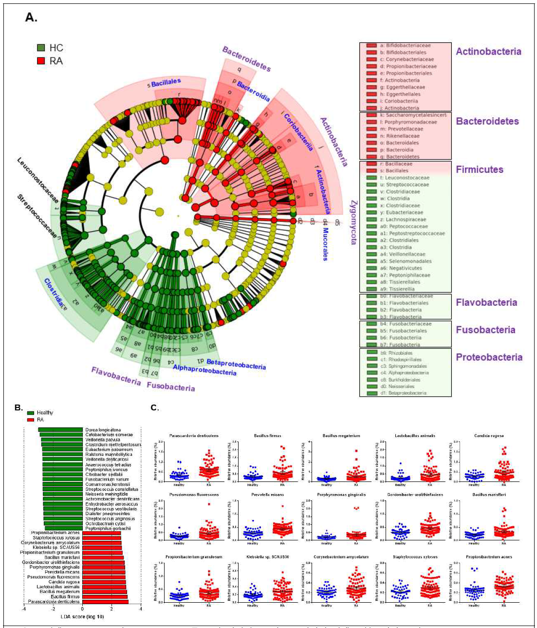 미생물 IgM array의 LEfse analysis를 통한 건강대조군과 RA 환자의 미생물 분류학적 구성. A. Cladogram, B. LDA score를 통해 종 수준에서 유의미한 차이를 나타내는 인체미생물, C. RA에서 유의적으로 증가되어 있는 인체미생물종의 상 대적 분포도. 녹색은 건강대조군, 빨간색은 RA에서 특이적으로 높은 분포도를 나태내는 인체미생물 분류 구성 및 종.. LDA threshold score 2, P<0.01