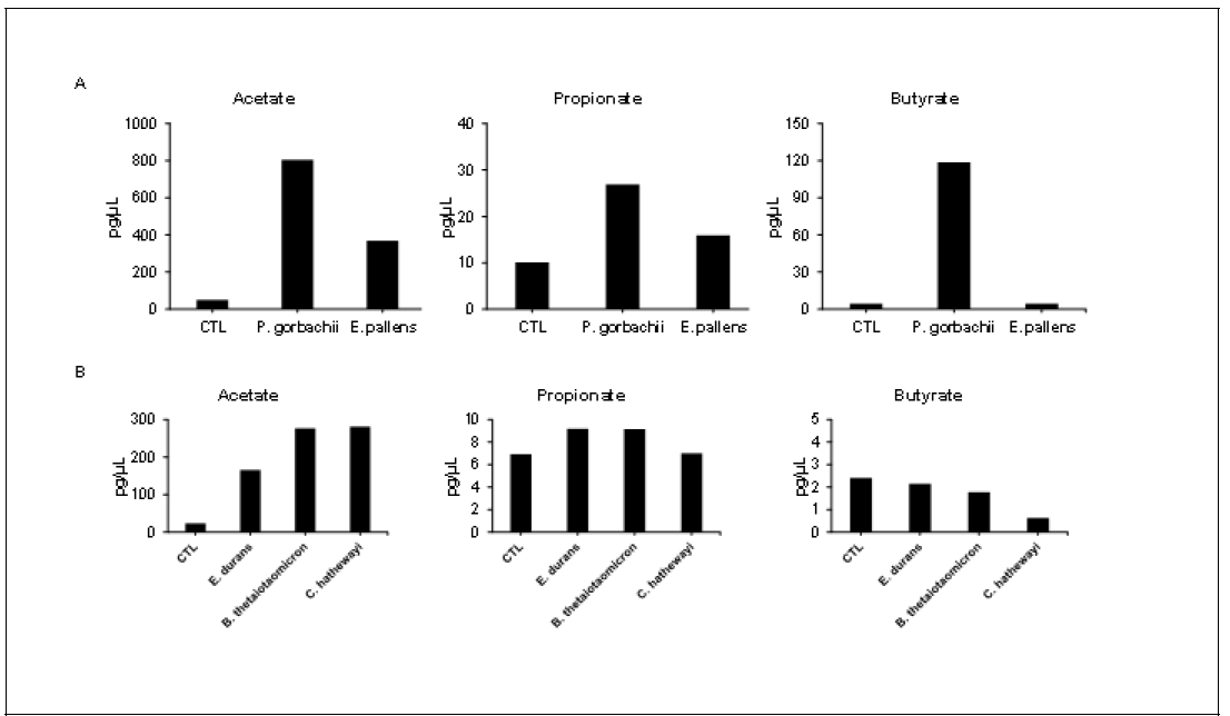 Peptoniphilus gorbachii 및 기타 균들에 의한 Short chain fatty acid(SCFA)의 생성 정도 비교. A. P. gorbachii와 E. pallens 배양액 내 SCFA 측정, B. 기타 균 배양액 내 SCFA 측정. P. gorbachii를 배양한 배양액에서 SCFA의 생성을 확인하였으며, 특히 SCFA 중 acetate와 butyrate의 증가를 확인하였다