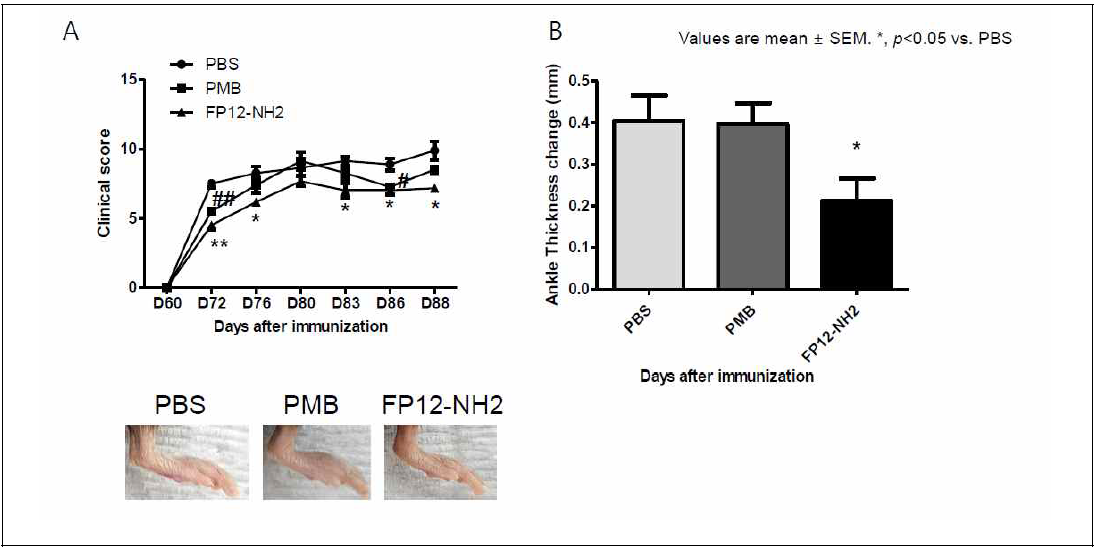 만성 RA 마우스 모델인 modified chronic CIA에서 LPS 억제제, FP12-NH2 에 의한 관절염 억제 효과 실험. A. clinical score, B. ankle thickness, LPS 억제제인 FP12-NH2가 관절염을 완화시켰다