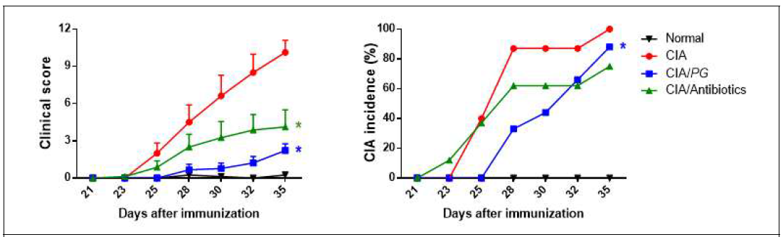 CIA 모델에서 PG에 의한 관절염 억제 예방효과 검증. PG는 CIA 유도하기 4주 전부터 종료시까지 주 3회 경구투여함(1×109 CFU/200 μL/mouse). 복합항생제는 CIA 유도 후 2 주째부터 종료시까지 음수투여함. PG: P. gorbachii. *P<0.05