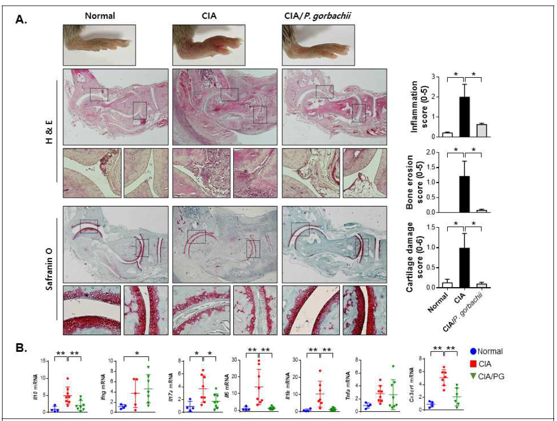 Ankle histopathological score를 통한 PG의 관절염 완화효과 검증. A. ankle pathologic assessment, B. Gene expression of anti/pro-inflammatory cytokines in ankle, *P<0.05