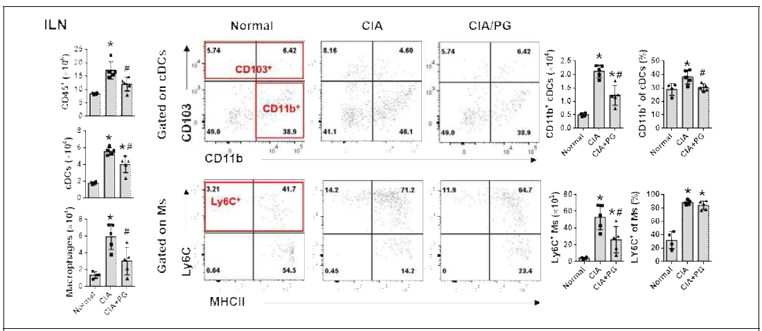 CIA 모델에서 PG투여에 따른 ILN cDCs 및 macrophages(Ms) infiltration 감소. *P<0.05 vs Normal, #P<0.05 vs CIA