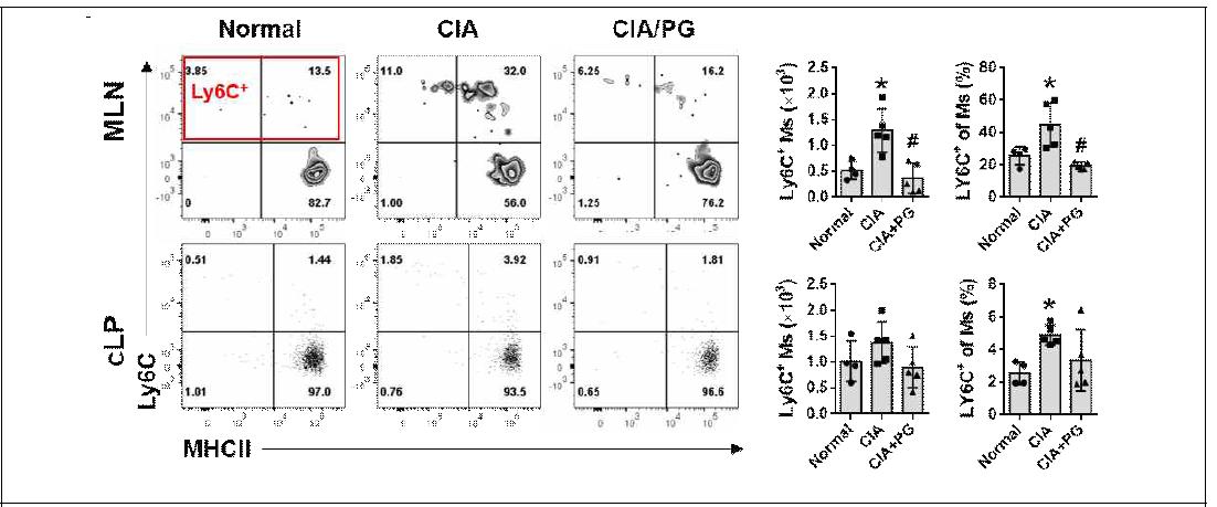 CIA 모델에서 PG투여에 따른 LY6C+ Ms 감소. *P<0.05 vs Normal, #P<0.05 vs CIA