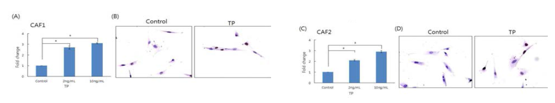 TP를 처리한 CAF의 증식능의 증가