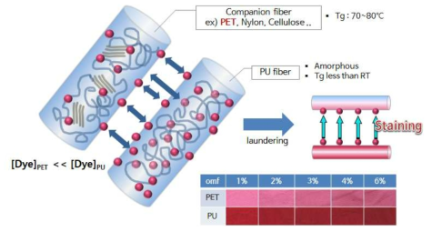 분산염료의 (a) PET 및 (b) PU에 대한 염착 특성 비교 예