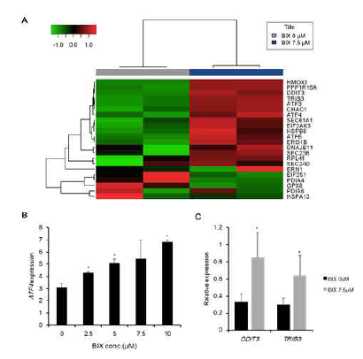 Alteration of the ATF4 expression and its downstream pathway via EHMT2 inhibition, (A) The heatmap of the expression pattern of ER stress pathway related genes according to RNA sequencing of H1299 with or without 7.5 μM of BIX treatment. (B) Expression of ATF4 in BIX treated H1299. Each value is the mean ± SD. *p<0.05 against BIX 0μM (C) Expression of ER stress-related genes, DDIT3 and TRIB3, in BIX treated H1299. Each value is the mean ± SD. *p<0.05 against BIX non-treated group