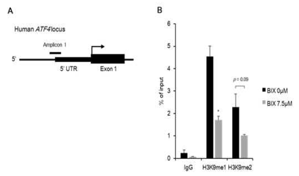 Directly regulated ATF4 gene directly by EHMT2 inhibition (A) Schematic representation of the locations of PCR primers used for detecting the presence of transcripts throughout the ATF4 promoter. (B) % of input using H3K9me1 and H3K9me2 antibodies at the promoter of ATF4. IgG is indicated as negative control. *p<0.05 against BIX 0μM of each antibody