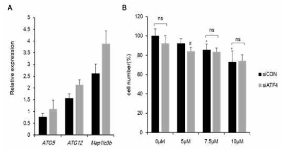 BIX-induced cell death not mediated by ATF4 (A) Expression of autophagy-related genes in BIX non-treated or 7.5 μM treated H1299. Each value is the mean ± SD. (B) MTT assay of H1299 treated BIX and siATF4 for 48 hr. Each value is the mean ± SD, based on siCON treated BIX non-treated group as 100%. *p<0.05 versus BIX non-treated group of siCON and #p<0.05 siCON versus siATF4 at each concentration