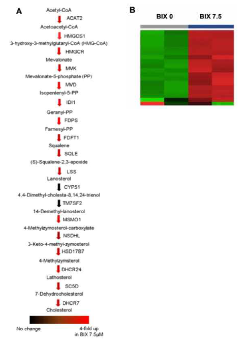 Induction of the cholesterol biosynthesis pathwsay by direct regulation of BIX, (A) Expressions of cholesterol biosynthesis related genes were presented with colored arrows, based on RNA sequencing data. A range of redness indicates a level of upregulation in the 7.5 μM BIX-trated group, as compared to non-treated group. (B) The expression pattern of cholesterol synthesis-related genes shown in heatmap according to RNA sequencing of H1299 with non-treatment or 7.5 μM of BIX treatment. Most of cholesterol biosynthesis related genes were significantly upregulated by EHMT2 inhibition, indicating that BIX-treatment promoted overall cholesterol biosynthesis pathway