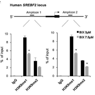 Directly regulated SREBF2 gene by EHMT2 inhibition, Schematic representation of the locations of PCR primers used for detecting the presence of transcripts throughout the SREBF2 gene. % of input using H3K9me1 and H3K9me2 antibodies at ATF4 promoter and gene locus. IgG is indicated as negative control. *p<0.05 against BIX 0μM of each antibody