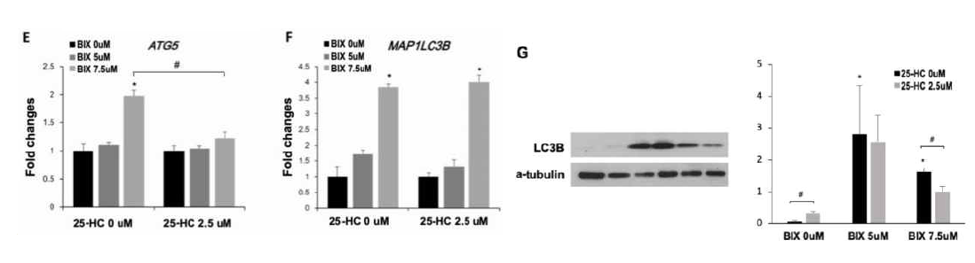 Expression of the autophagy-related genes in BIX-and 25-HC-treated H1299 cells, The expression of autophagy-related genes was measured at mRNA and protein level. 25-HC treatment decreased the level of ATG5 mRNA and LC3B protein upon EHMT2 inhibition. (E, F) Data were normalized by the value of 0 μM BIX in each 25-HC treatment. (G) Relative intensities of LC3B-Ⅱ bands against a-tubulin were quantified and presented in the right panel. * p < 0.05 versus 0 μM BIX treatment. # p < 0.05 versus 2.5 μM 25-HC treatment