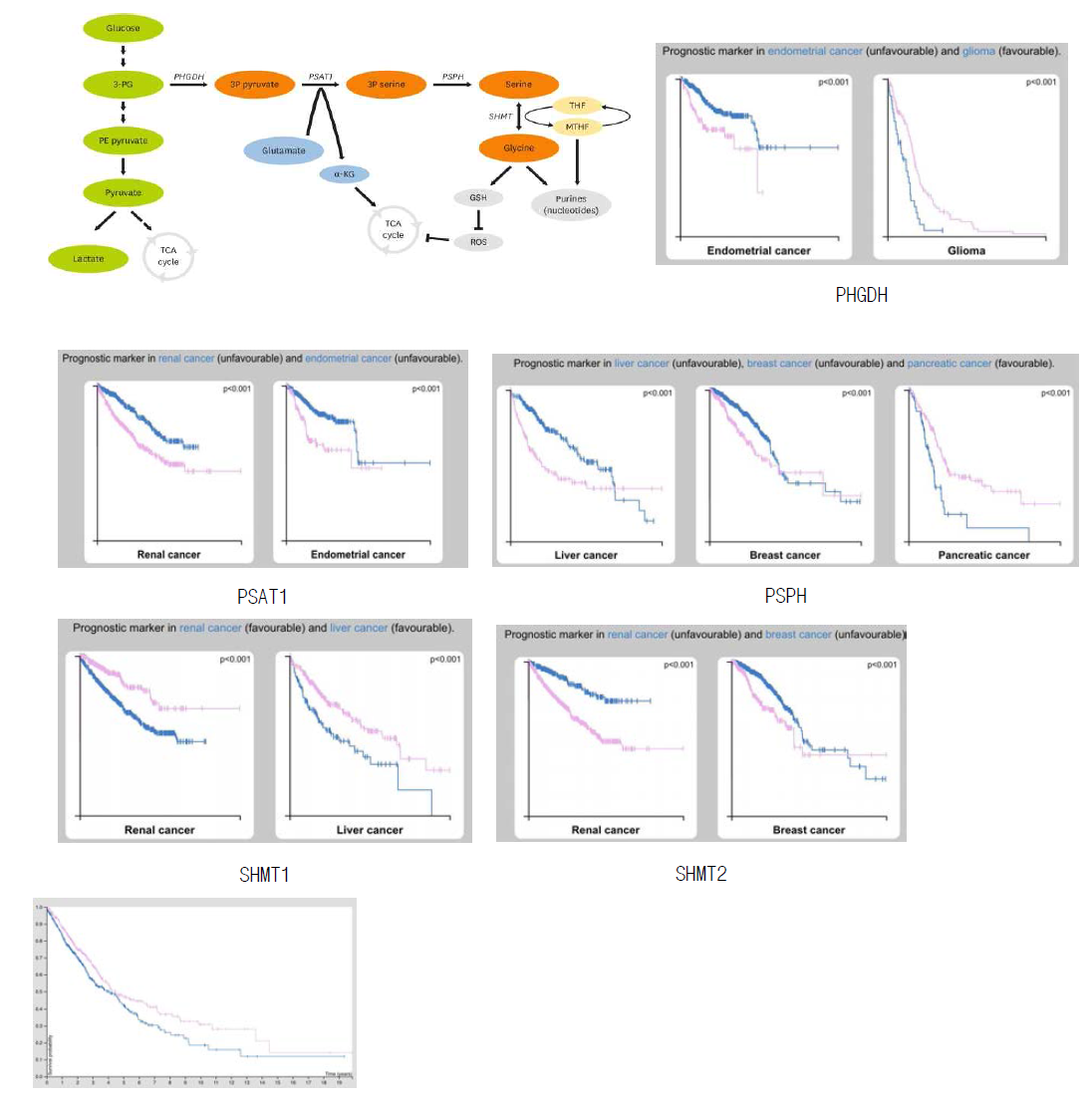 폐암 환자의 생존률은 다른 효소의 발현과는 상관성이 없으며, SHMT1 발현과만 유의적 상관성이 존재함 , p=0.0075