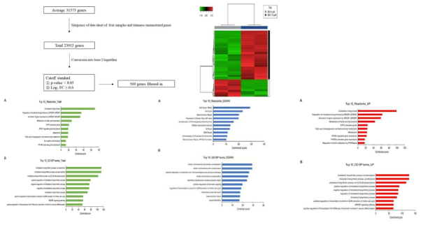 Distinct expression profiles in BIX-treated H1299 cell line using RNA sequencing and pathway analysis by Reactome. Reactome and Gene ontology (GO) biological process (BP) analyses of genes changed by 7.5 μM of BIX treatment in H1299 cells using Enrichr. Two Reactome pathways, “ATF4 activates genes” and “PERK regulates gene expression” were included in ER stress response, which is defined as an imbalance between protein folding demand and ER capacity leading to accumulation of misfolded proteins. Also, unexpectedly, cholesterol pathway was the top hit to be upregulated. It requires further investigation