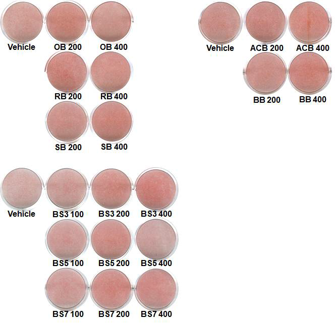 메밀의 가공조건에 따른 소화물의 C3H10T1/2 세포 지방세포분화 결과