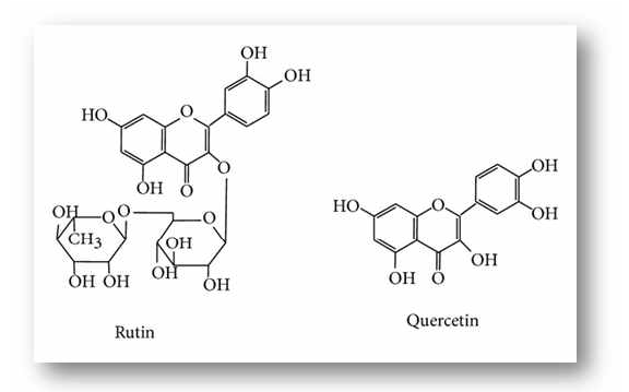 배당체인 루틴과 비배당체인 퀘세틴의 구조