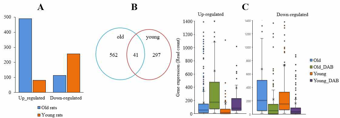 젊은 쥐와 늙은 쥐에서의 차이나는 유전자 양상 P-Value of < 0.01 과 foid change of ≥ 2에 해당되는 유전자를 분석함. (A). 늙은 쥐에서는 490개는 상승, 113개는 하향조절 되었음. 젊은 쥐에서는 82가 증가되었고 276개는 감소되었음. (B). 두 그룹간의 겹치는 유전자느 41개임. (C). 젊은 쥐와 늙은 쥐에서의 유전자 발현 양상
