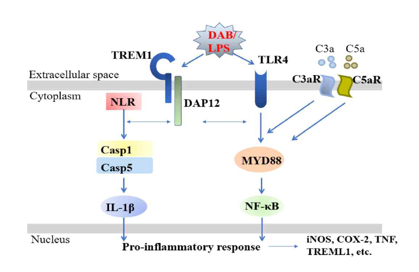 늙은 쥐의 경우 염증관련 pathway