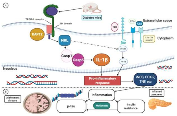 만성 고혈당증에서 TREM1 signaling pathway.