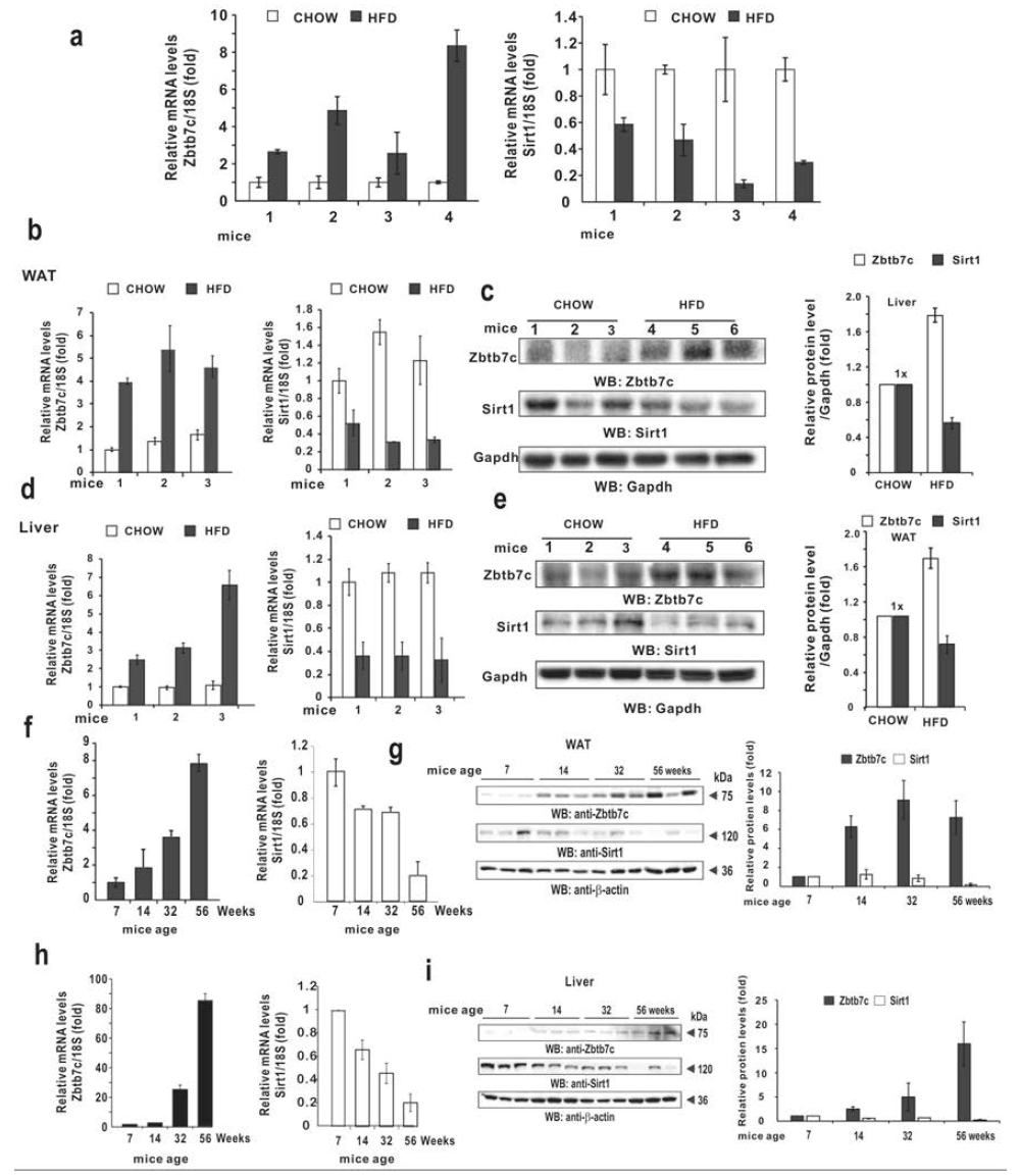 노화와 고지방식이에 따른 Zbtb36 발현 증가