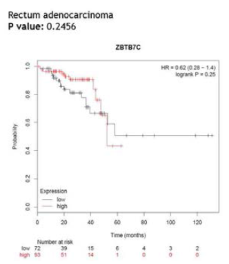 직장암에서 ZBTB36에 따른 생존율 감소
