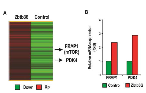 ZBTB36 과발현에 따른 microarray 결과