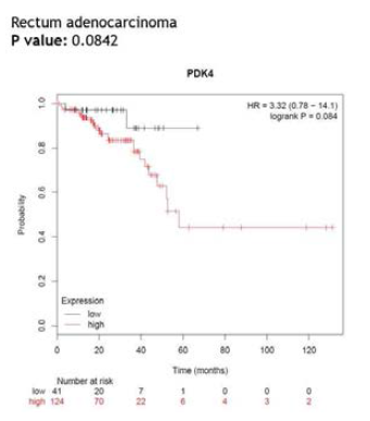 직장암에서 PDK4에 따른 생존율 감소