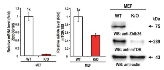 RT-qPCR과 western blot analysis를 통한 ZBTB36의 mTOR 전사 조절