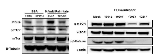 PDK4 knock-down과 PDK4 inhibitor 처리에 따른 mTOR 활성 변화