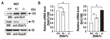 Zbtb36의 Sirt1 유전자의 전사 억제