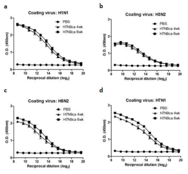 Cross-reactive antibody responses induced by H7N9 ca vaccine