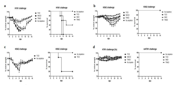 Contribution of T cells and NK cells for cross-protection