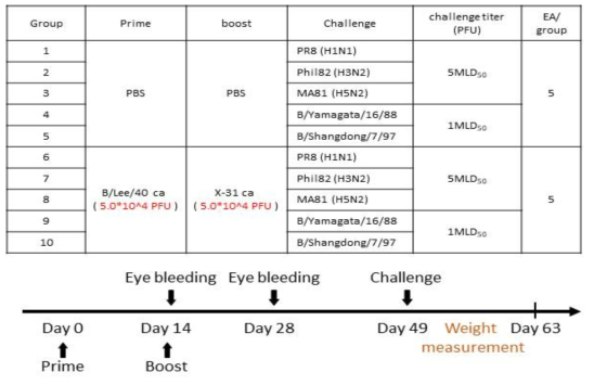 B/A형 생백신 prime/boost 백신 접종 마우스 실험 디자인