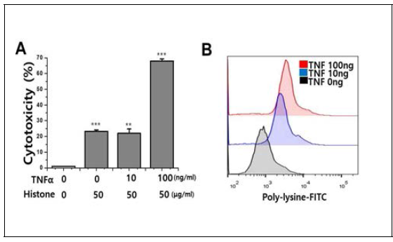 TNFa regulates histone toxicity. (A) TNFa increases histone toxicity in MH7A cells measured by LDH assay. (B) TNFa increases poly-lysine binding