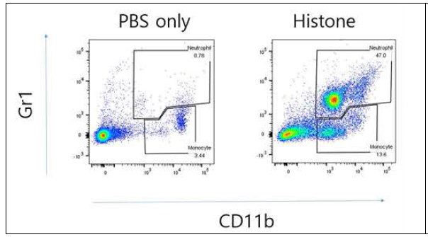 Histone induced peritonitis. Histone을 mouse peritoneum에 injection 후 4시간후에 perotoneal fluid내의 inflammatory cell을 분석함. Histone에 의해 neutrophil (Gr1+, 47%))과 macrophage (CD11b+, 14%)가 증가되는 것이 관찰됨