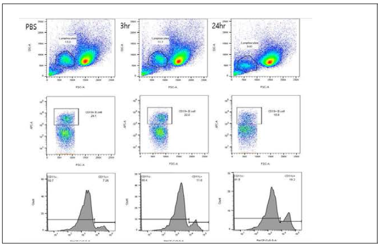 Histone induced peritonitis에서 spleen의 면역세포 변화 특정. Histone 400ug을 intraperitoneal injection한후 3시간과 24시간째 spleen cell을 harvest하여 측정함. 24시간째 lymphocyte의 숫자의 감소 및 B cell의 감소가 관찰됨