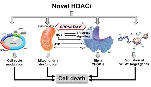 ROS-미토콘드리아-소포체 스트레스 cross talk 조절에 의한 신규 HDACi (MHY446)의 항암 분자기전 가설
