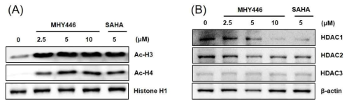 MHY446와 SAHA에 의한 acetylated histone 발현(A)과 HDAC1, -2, -3 발현 억제(B) 효능