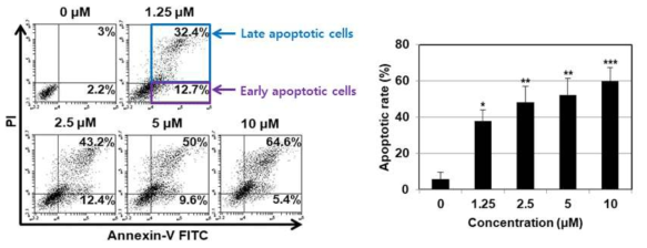 MHY446 처리 시 HCT116 인체 대장암세포의 세포자멸 유도 효능 증대