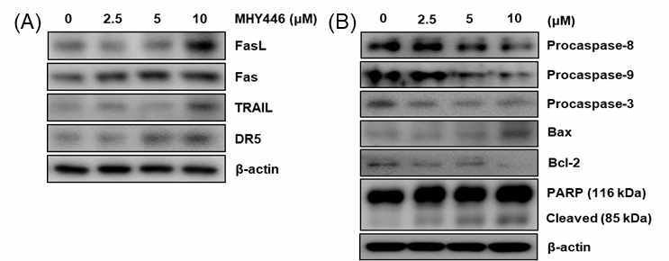 Extrinsic and Intrinsic apoptotic pathway에 의한 apoptosis 효능