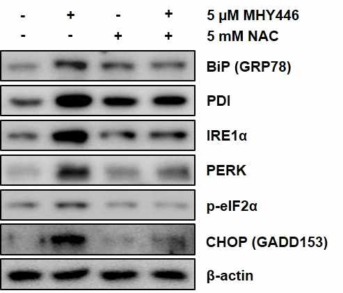 MHY446(5μM) 처리와 NAC(5mM) 24시간 전 처리 시 ER stress 연관 단백질들의 발현 감소