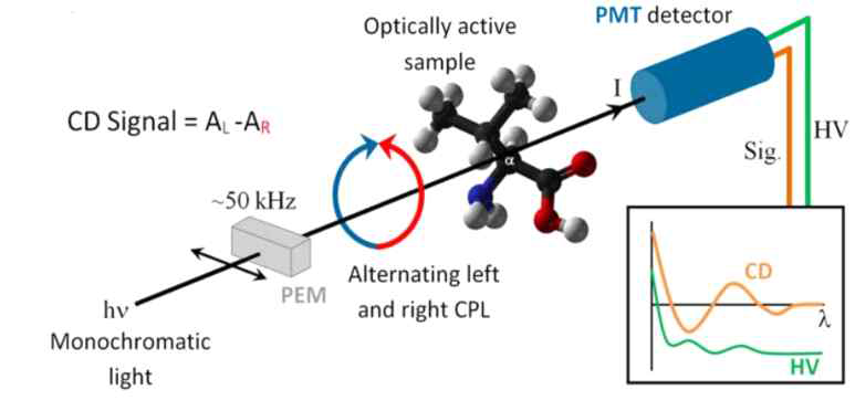 원편광 이색성 분광 (Circular dichiroism spectroscopy) 기법. 단백질 2차 구조에 따른 파장이 다르게 측정되는데, 이 방법을 통해 단백질의 2차 구조 비율의 변화를 예측할 수 있다