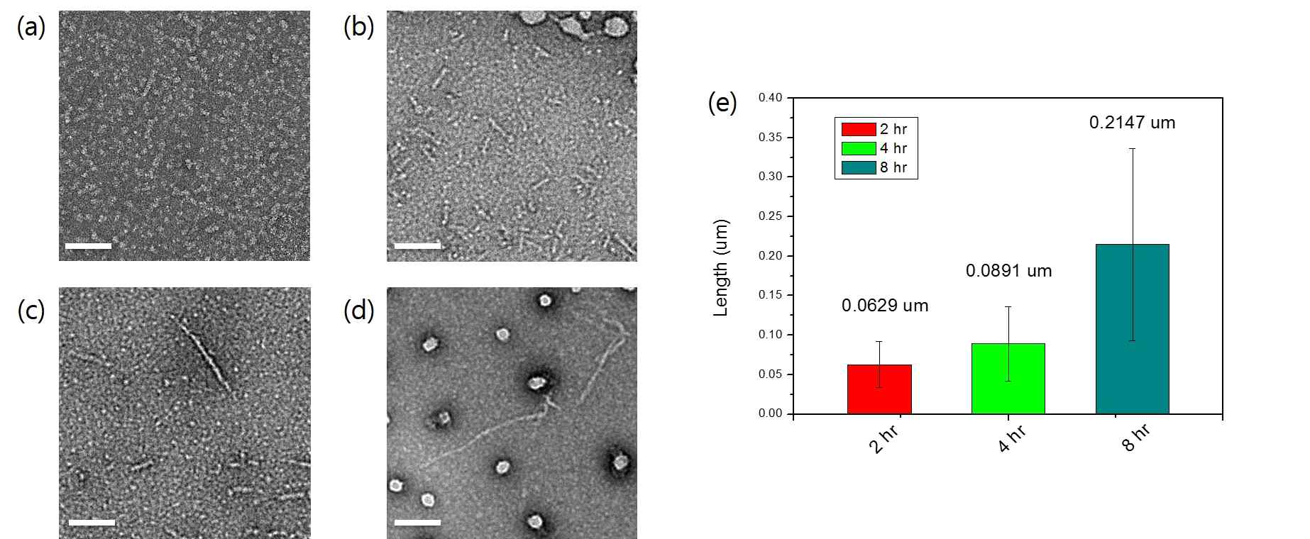 시간에 따른 hIAPP의 TEM data. (a) 1 hr, (b) 2 hr, (c) 4 hr, (d) 8 hr, (e) 각 시간당 섬유의 Length distribution. (scale bar : 100 nm)