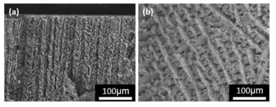 다공성 니켈의 외부 표면 SEM 이미지 : (a) 종단면, (b) 횡단면