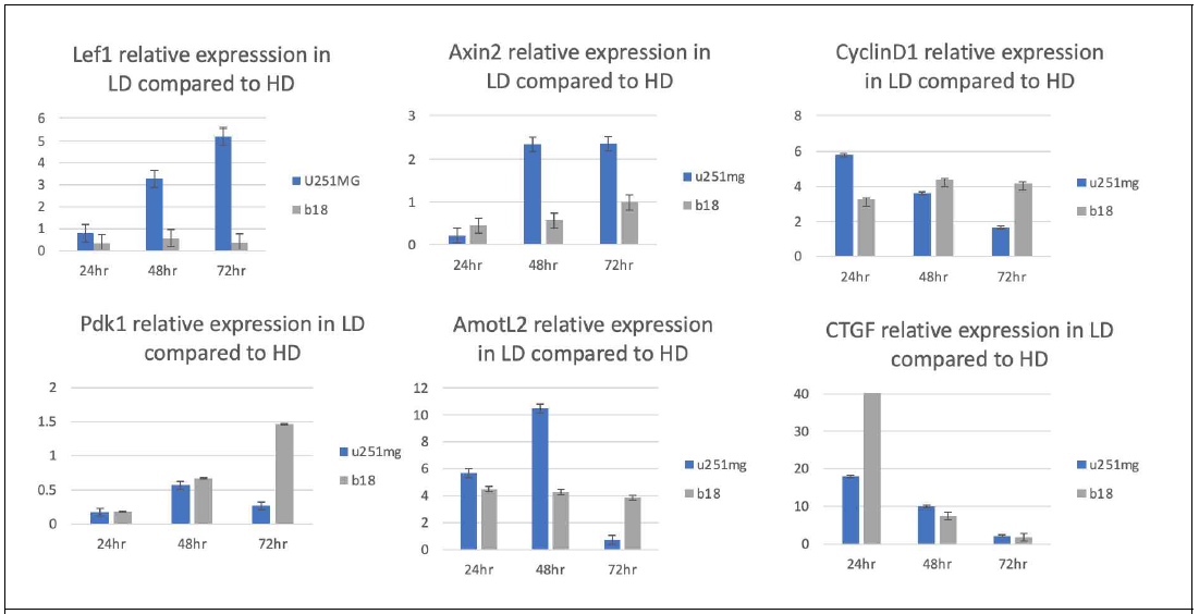 RT-qPCR을 통한 저밀도/고밀도에서의 U251MG와 MuD KD 세포주에서의 타깃 유전자 발현. Lef1, Axin2, CyclinD1과 PdK1은 Wnt/b-catenin pathway의 direct target이며 AMOTL2와 CTGF은 Hippo pathway의 direct target이다