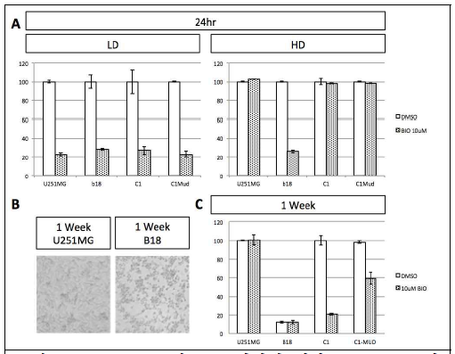 Starvation 및 BIO 처리에 대한 U251-MG 반 응. (A) C1, C1MuD, U251MG 그리고 U251MG에서 MUD KO cell line인 β18(b18)을 저밀도 (LD)와 고밀 도 (HD)로 배양, 24 시간 BIO 처리 후 Wst-1을 통해 cell survival을 검사함. (B) U251MG와 β18(b18)를 FBS이 결여된 조건에서 1 주일 배양한 후 광학현미경으로 관찰함. (C) 고밀도 배양 조건에서 U251MG 및 MuD을 과발현한 C1-MUD과 대조군 C1에 DMSO 혹은 BIO 10uM를 처, Wst-1을 통해 cell survival을 검사함